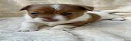 Mixed Breed dogs for sale: Stunning Jack Russell Pupps Merle, Chocolate & Red - Advert 33