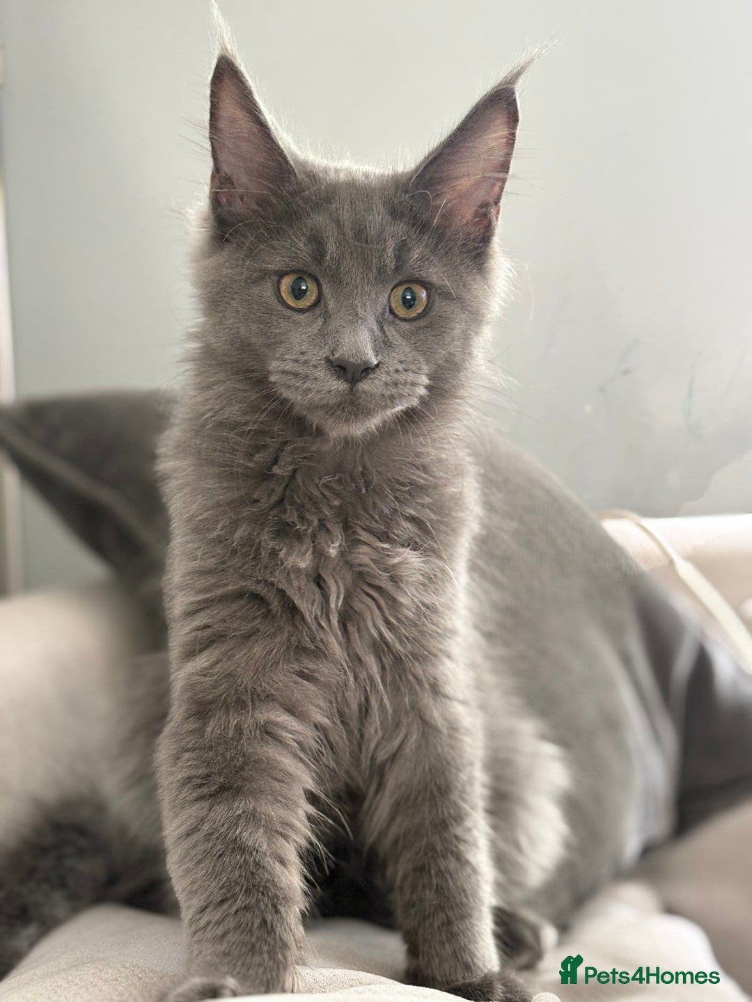 Maine Coon cats for sale: Maine Coon Kitten (Last of Litter Available Now) - Image 8