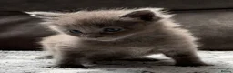 Maine Coon cats for sale: Xl Maine coon kittens health tested parents Tica R - Advert 22