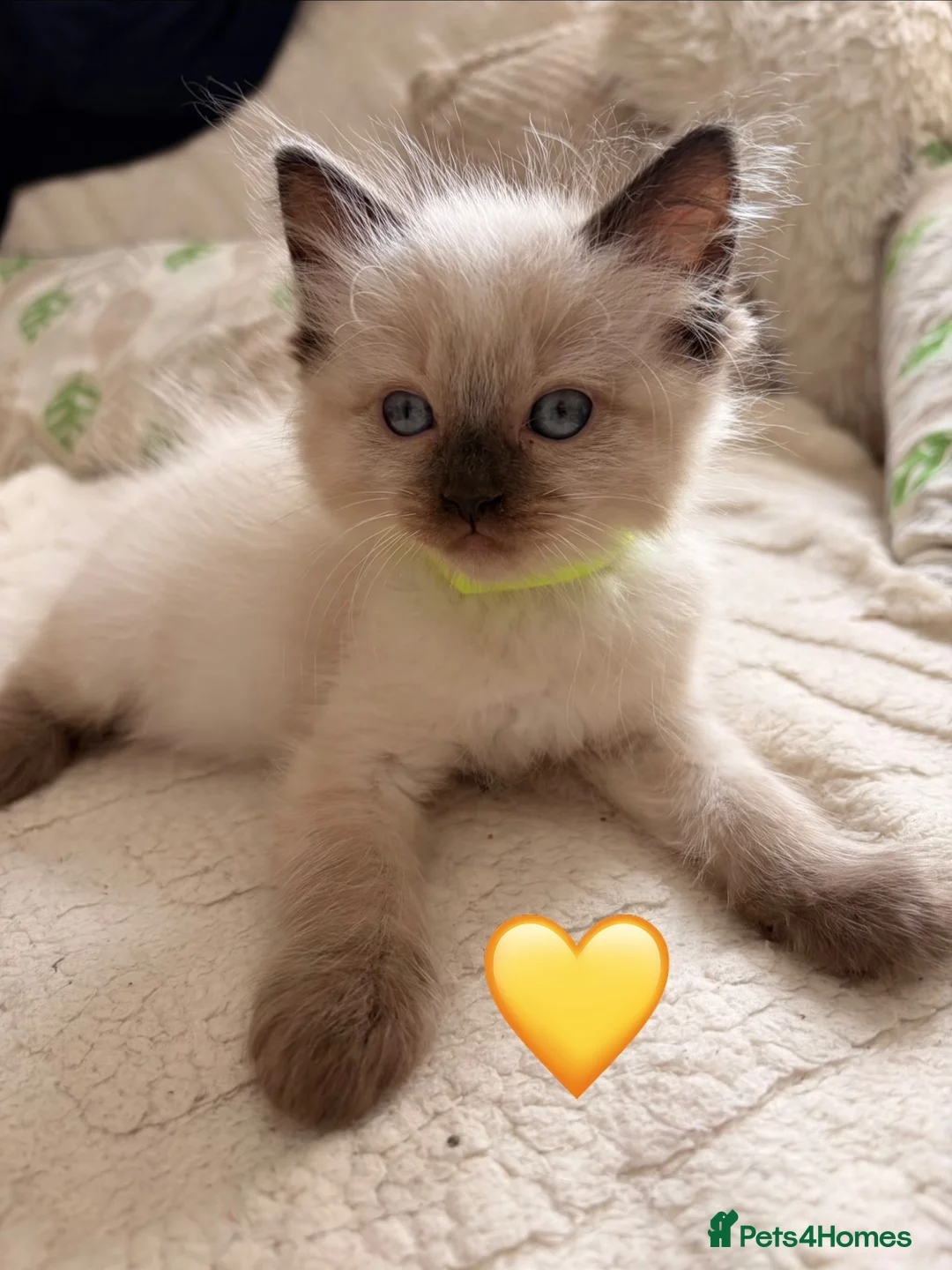 Ragdoll cats for sale: 🌸Fantastic 4 Ragdoll 🌸 Full of LoVe 🌸 - Advert 16
