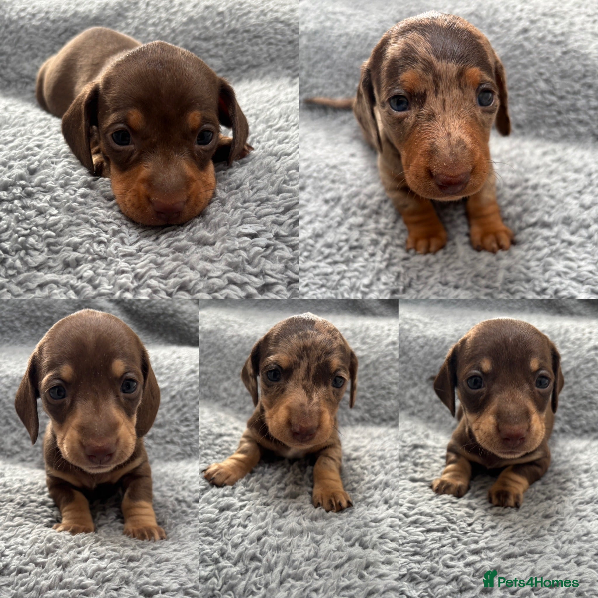 Miniature Dachshund dogs Smooth miniature dachshund puppies KC  - Advert 13