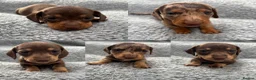 Miniature Dachshund dogs for sale: Ready now. Miniature dachshund puppies KC reg  - Advert 6