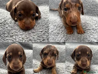 Miniature Dachshund dogs Smooth miniature dachshund puppies KC - Advert 13
