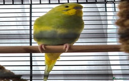 Budgerigars birds for sale: 2 budgies with cage - Image 3
