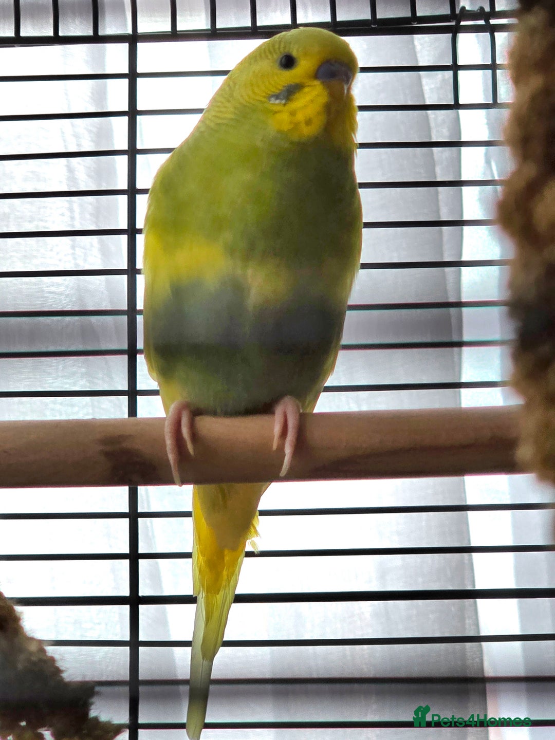 Budgerigars birds for sale: 2 budgies with cage - Image 3