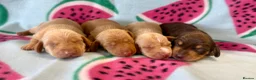 Miniature Dachshund dogs for sale: Kc Reg Smooth Haired Miniature Dachshunds  - Advert 1