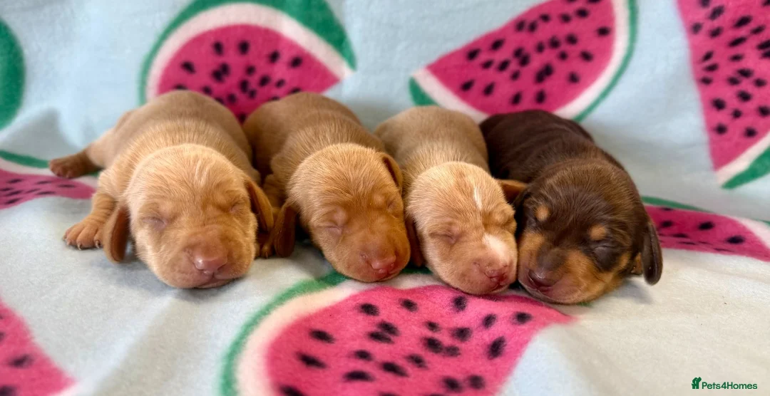 Miniature Dachshund dogs for sale: Kc Reg Smooth Haired Miniature Dachshunds  - Advert 1