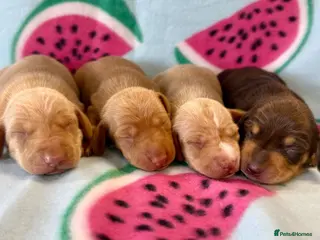 Miniature Dachshund dogs Kc Reg Smooth Haired Miniature Dachshunds - Advert 1