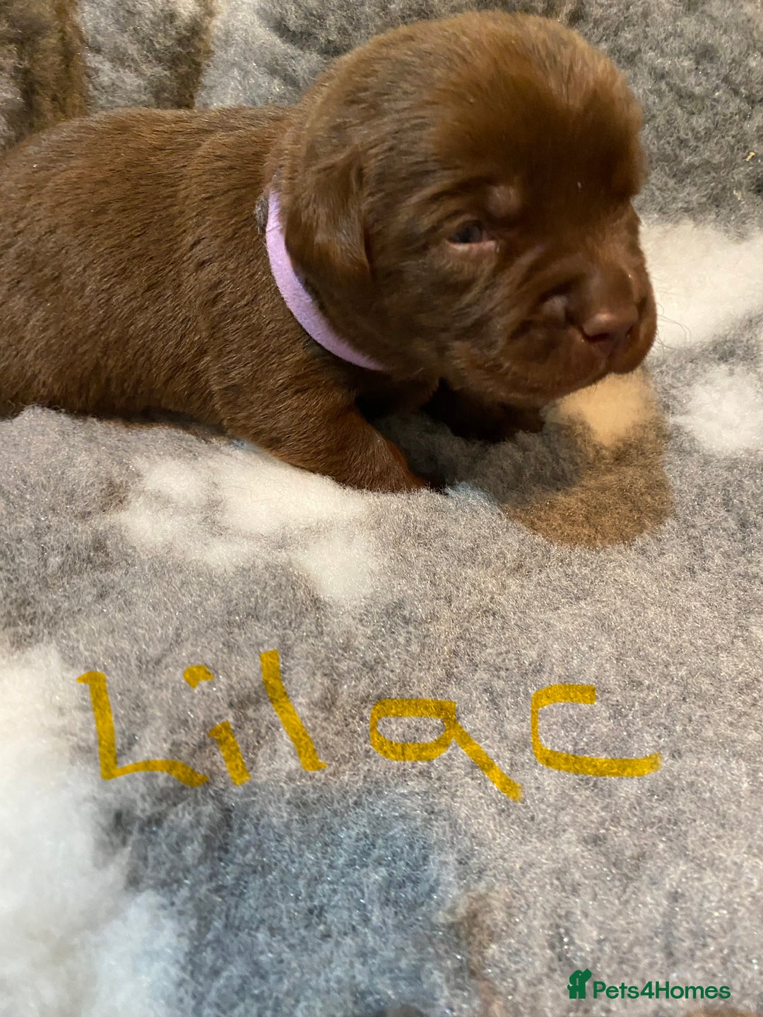 Labrador Retriever dogs for sale: Chocolate Labrador puppies - Advert 15