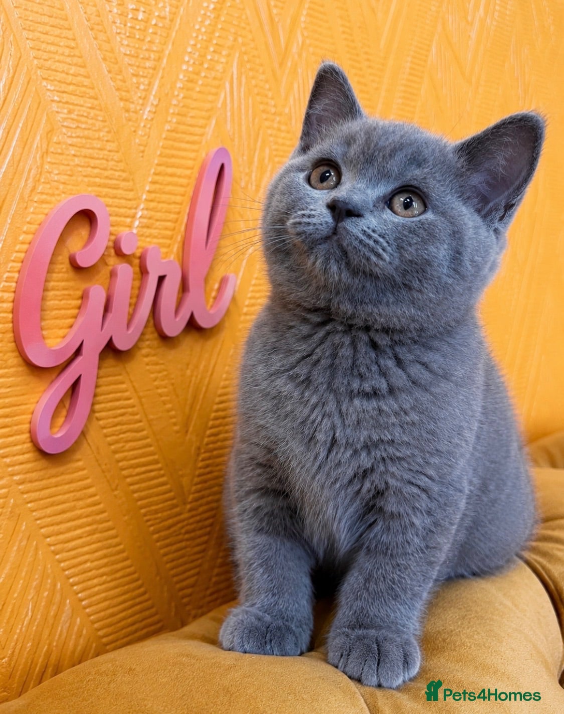 British Shorthair cats GCCF Gorgeous Chunky Shorthair Kittens - Advert 1