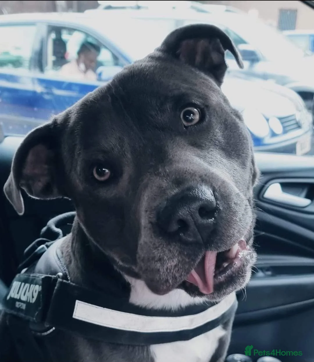 Staffordshire Bull Terrier dogs for stud: 💙 50+ LITTERS PROVEN. BLUE STUD 💙 in Erith - Advert 16