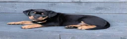 Rottweiler dogs for sale: Rottweiler puppies. 1 LEFT. READY TO GO. - Advert 29