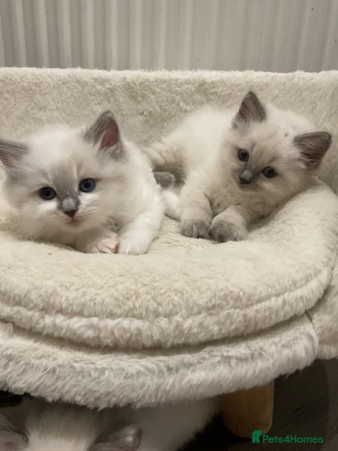 Ragdoll cats for sale: Pure Blue Point Ragdoll Kitty in Halifax - Advert 6