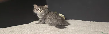 Siberian Kitten 2
