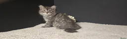 Siberian cats for sale: Siberian kittens looking for new homes  - Advert 1