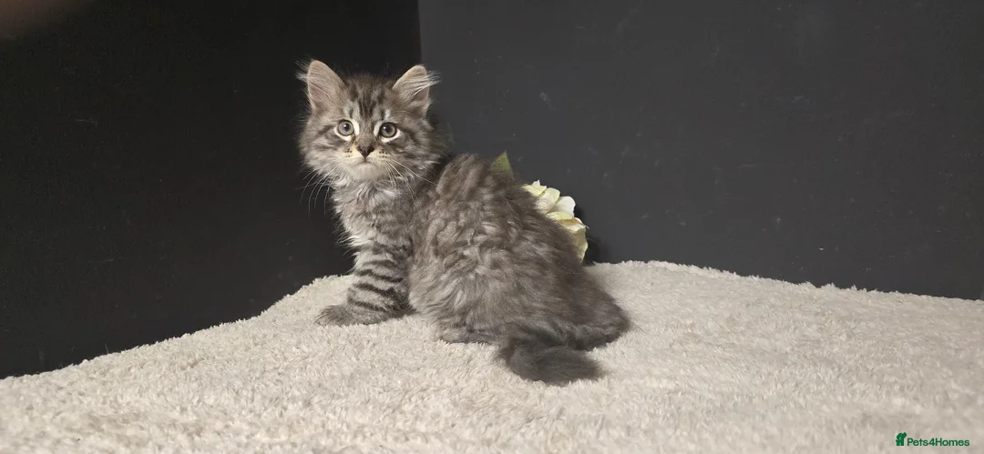 Siberian cats for sale: Siberian kittens looking for new homes  - Advert 1