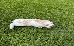 Mini Lop rabbits for sale: Mini Lops  - Image 3
