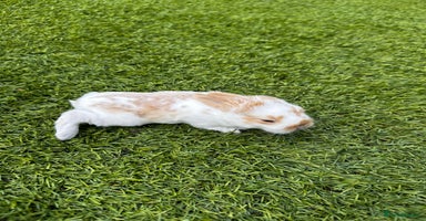 Mini Lop rabbits - Advert 4