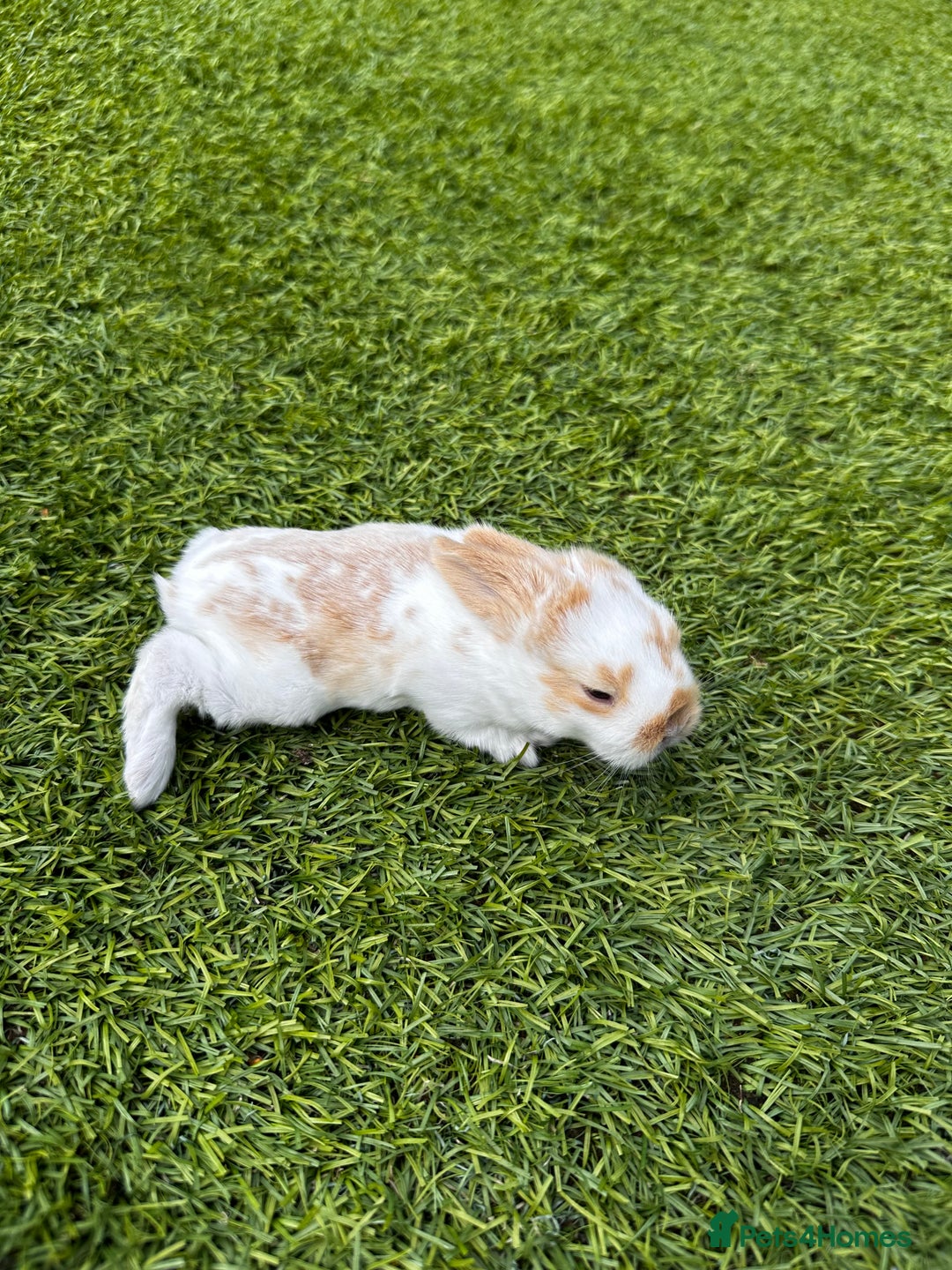 Mini Lop rabbits for sale: Mini Lops  - Image 3