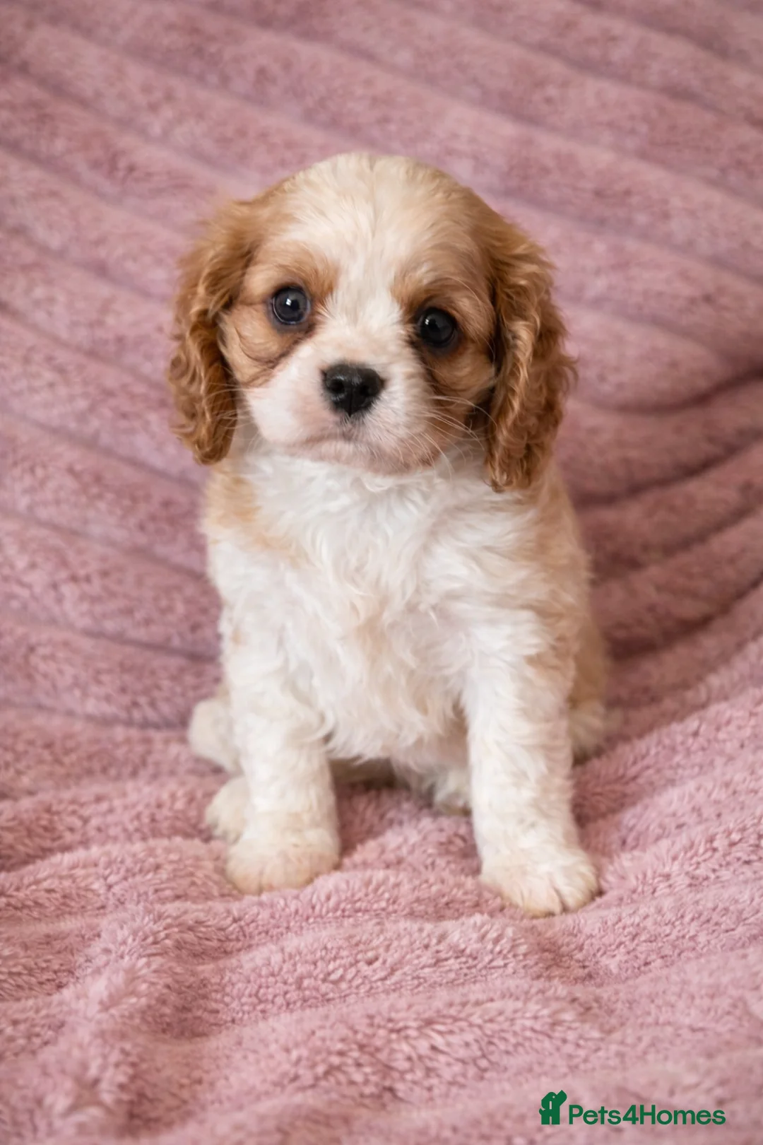 Cavalier King Charles Spaniel dogs for sale: 2 Beautiful Boys  in Burgess Hill - Advert 2