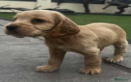 Cocker Spaniel dogs for sale: Show cockers for sale - Image 6