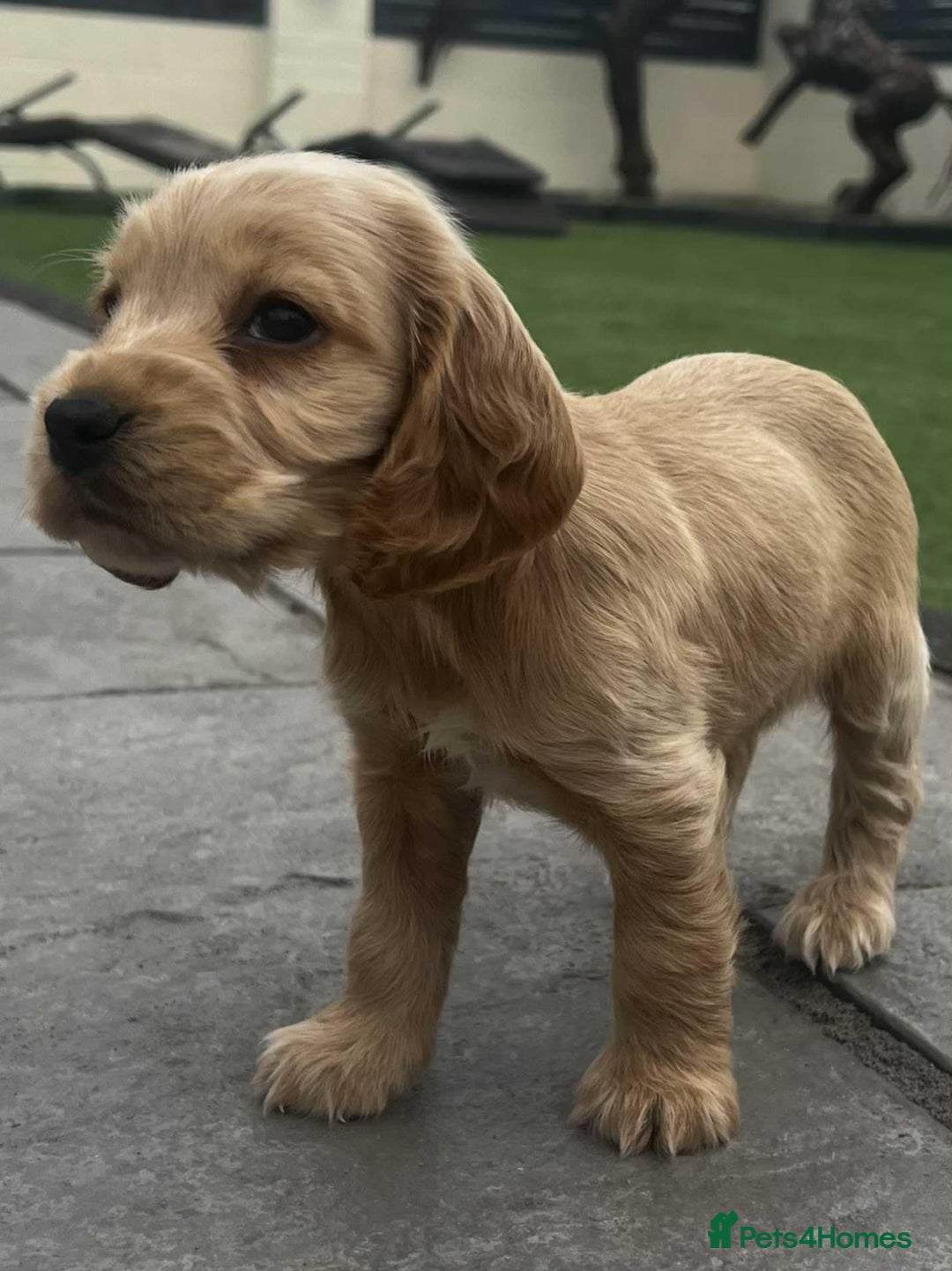 Cocker Spaniel dogs for sale: Show cockers for sale - Image 6