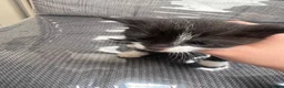 Mixed Breed cats for sale: KITTENS FOR SALE  - Advert 6