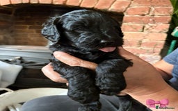 Labradoodle dogs for sale: Labradoodle Puppies 10 weeks 14 Nov 25 - Image 8