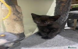 Mixed Breed cats for sale: BEAUTIFUL KITTENS  - Image 22