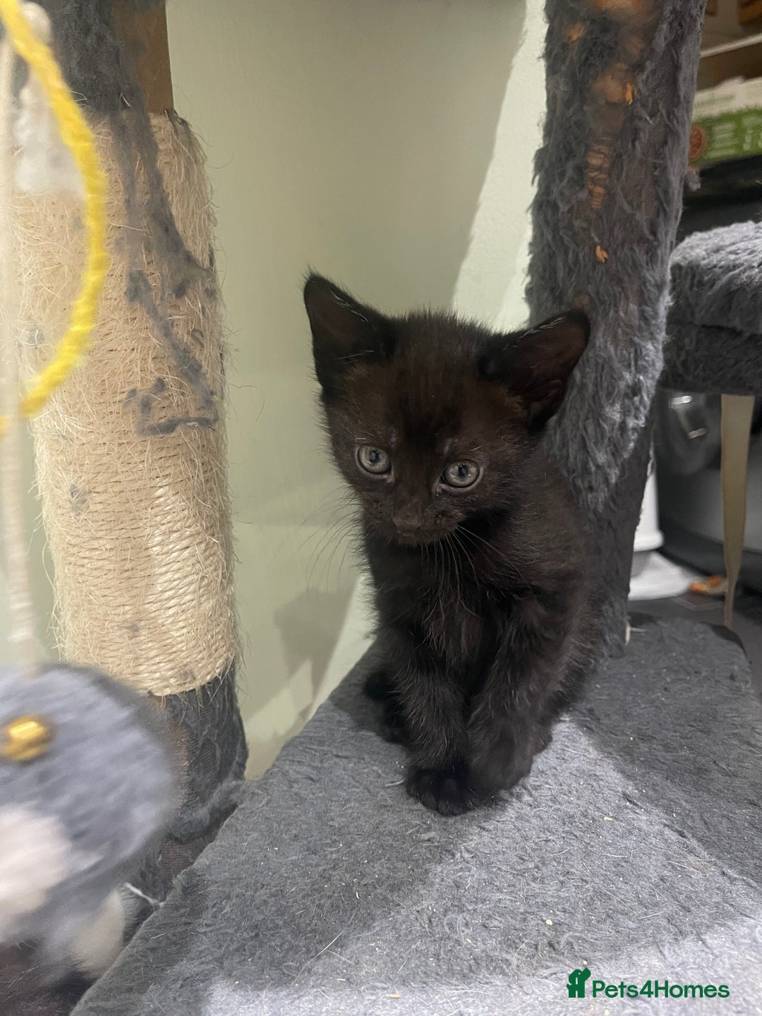 Mixed Breed cats for sale: BEAUTIFUL KITTENS  - Image 22