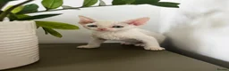 Devon Rex cats for sale: Exceptional FIFe Devon Rex Kittens 2 left only  - Advert 15