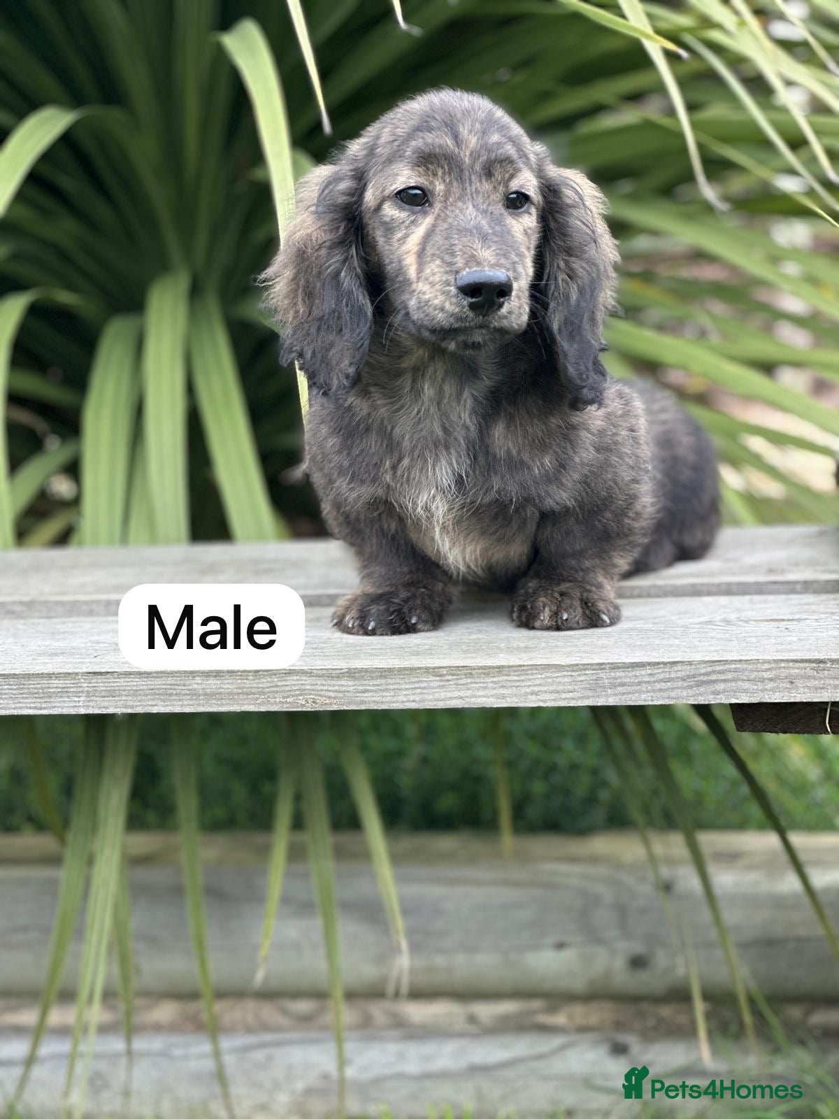 Miniature Dachshund dogs Miniature long haired cream brindle puppies - Advert 4