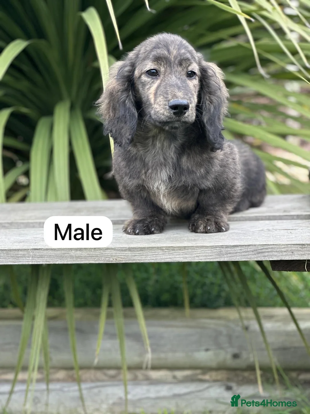 Miniature Dachshund dogs for sale: Miniature long haired cream brindle puppies - Advert 1