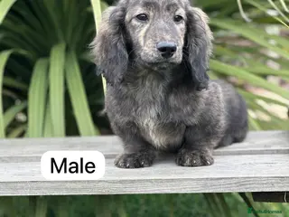Miniature Dachshund dogs Miniature long haired cream brindle puppies - Advert 18