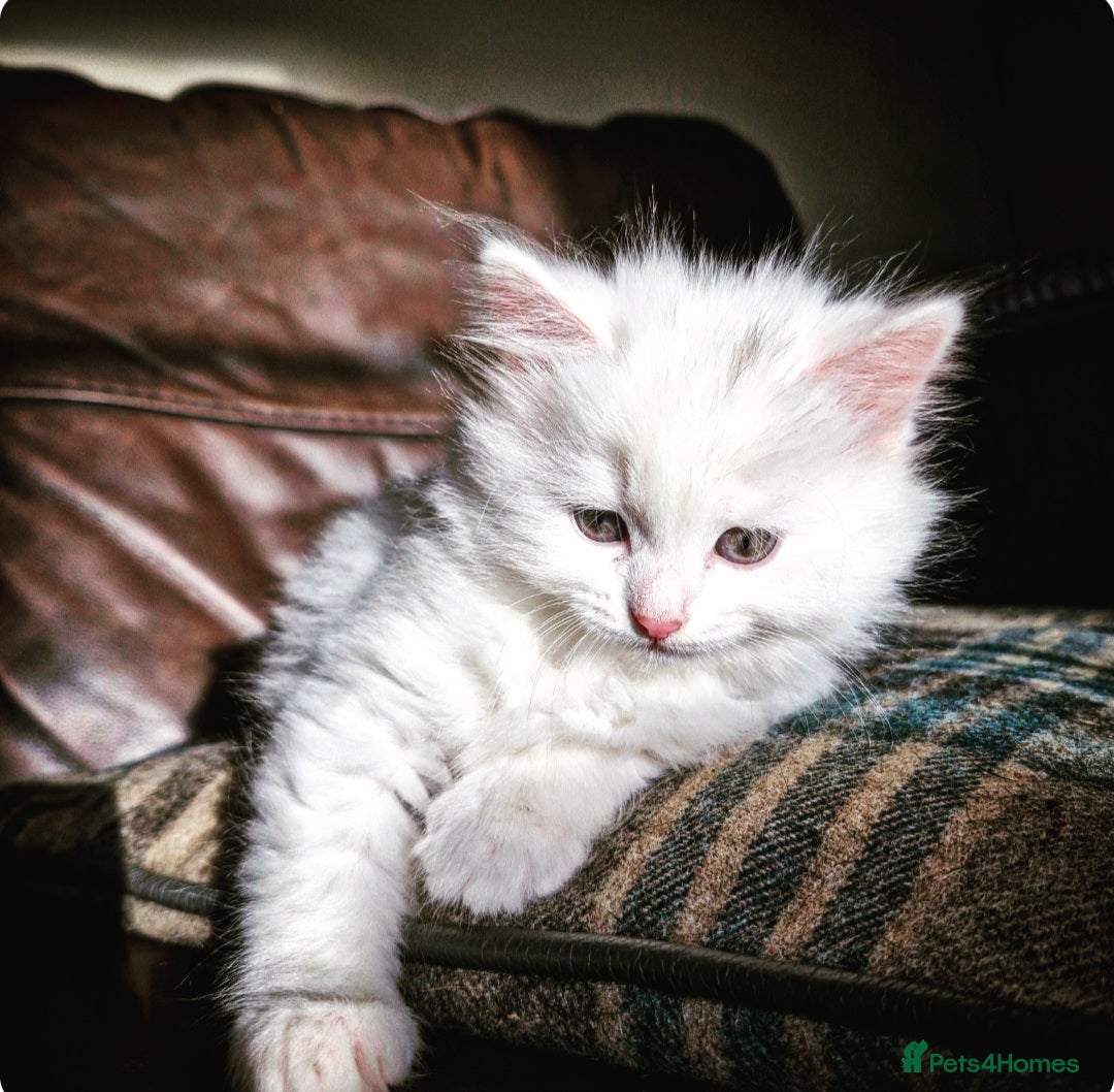 Mixed Breed cats for sale: Beautiful Long Haired kittens - Advert 2