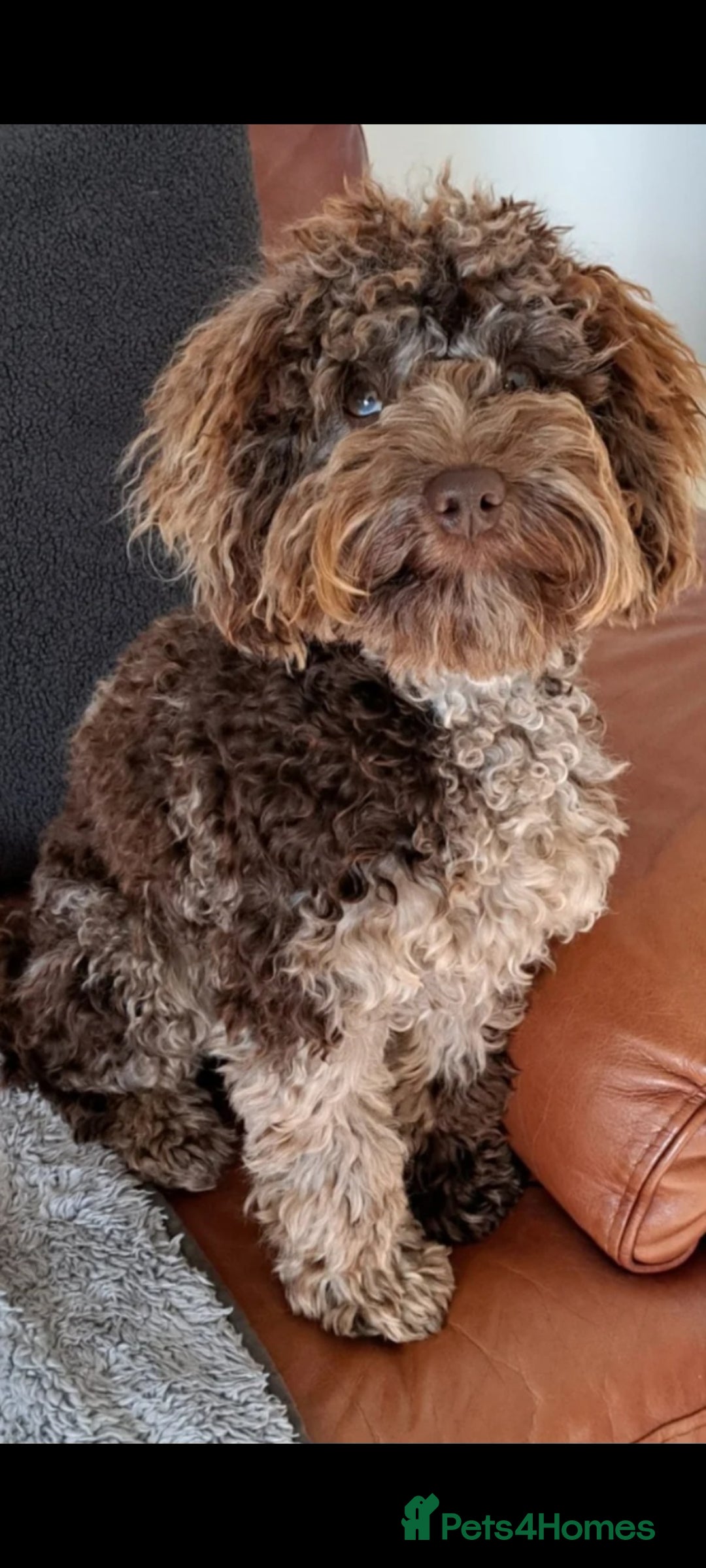 Cockapoo dogs for stud: Cockapoo for stud merle DNA health tested, proven  in Bristol - Advert 15