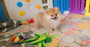 Pomeranian dogs - Advert 14