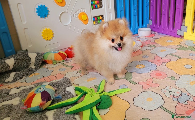 Pomeranian dogs - Advert 11