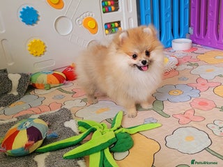 Pomeranian dogs - Advert 1