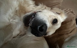 Golden Retriever dogs for sale: Sweet Golden Retriever - Image 8