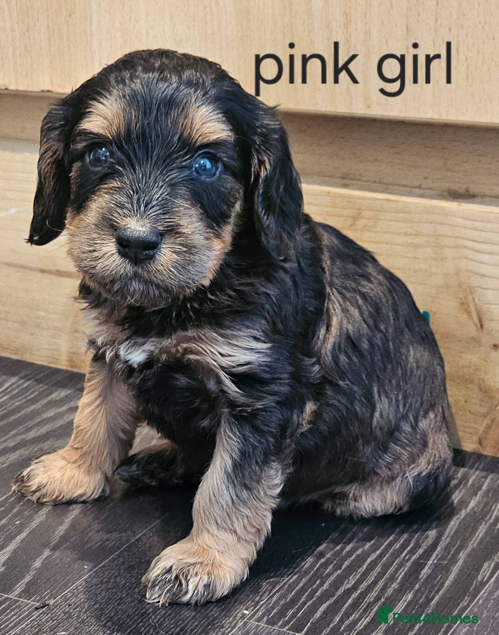 Cockapoo dogs Beautiful F1 cockapoo puppies ..6 girls 4 boys - Advert 13