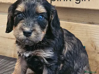 Cockapoo dogs Beautiful F1 cockapoo puppies ..6 girls 4 boys - Advert 13