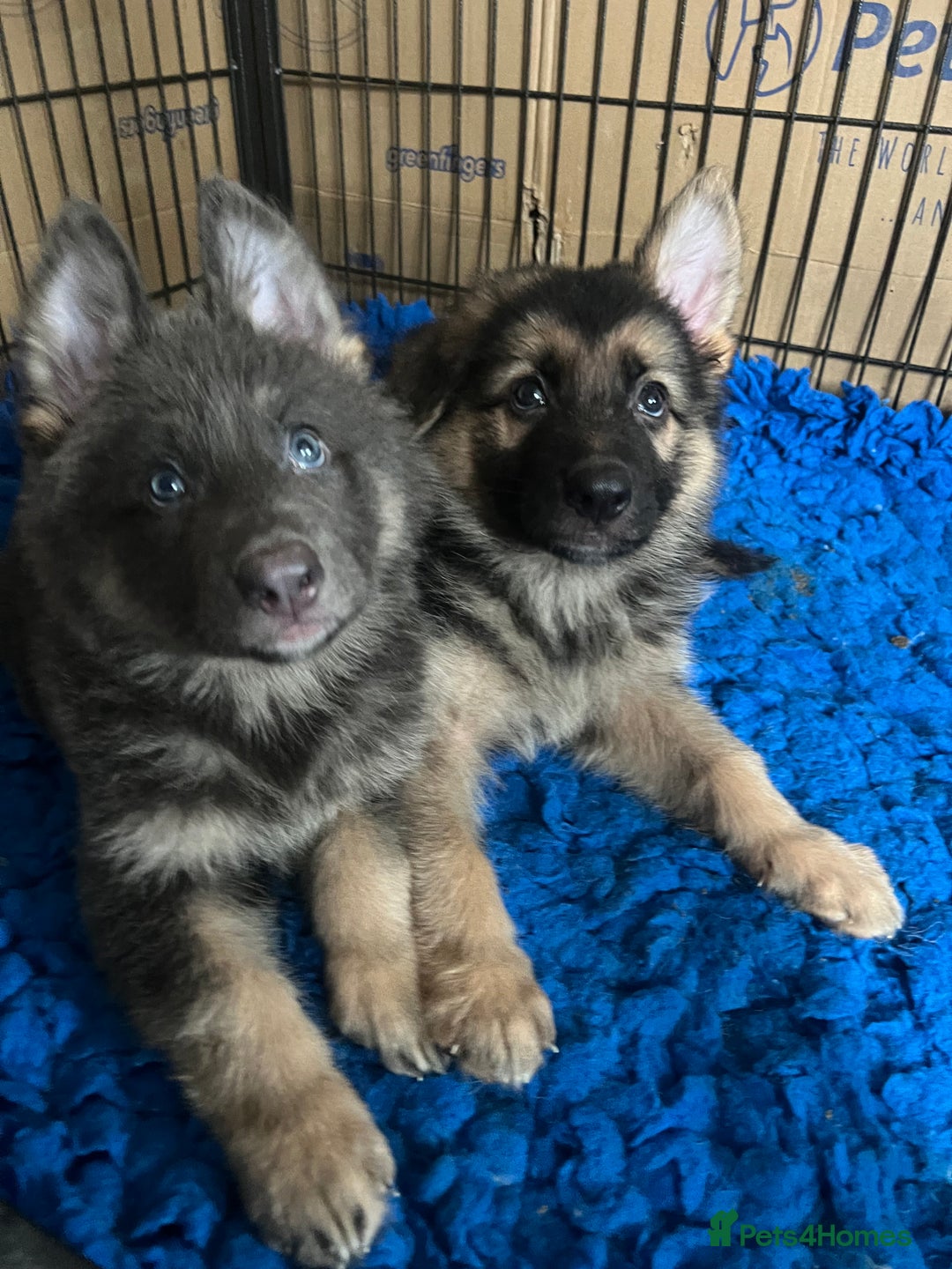 German Shepherd dogs for sale: KC Reg German Shepherd Puppies - Stunning colours  - Image 13