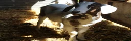 Goats livestock for sale: 6‑Month‑old Wether Goats for Sale - Advert 10