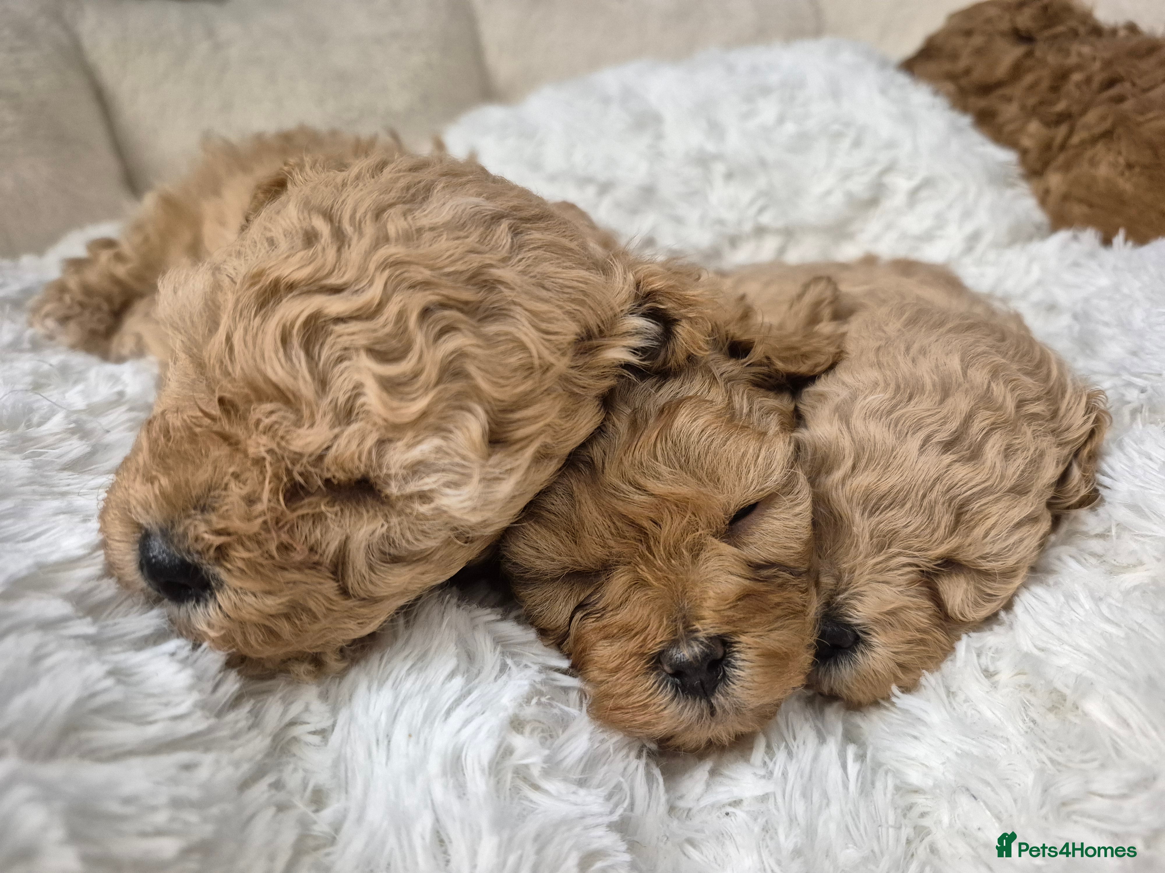 Maltipoo dogs Beautiful Toy Maltipoo Puppies   - Advert 7