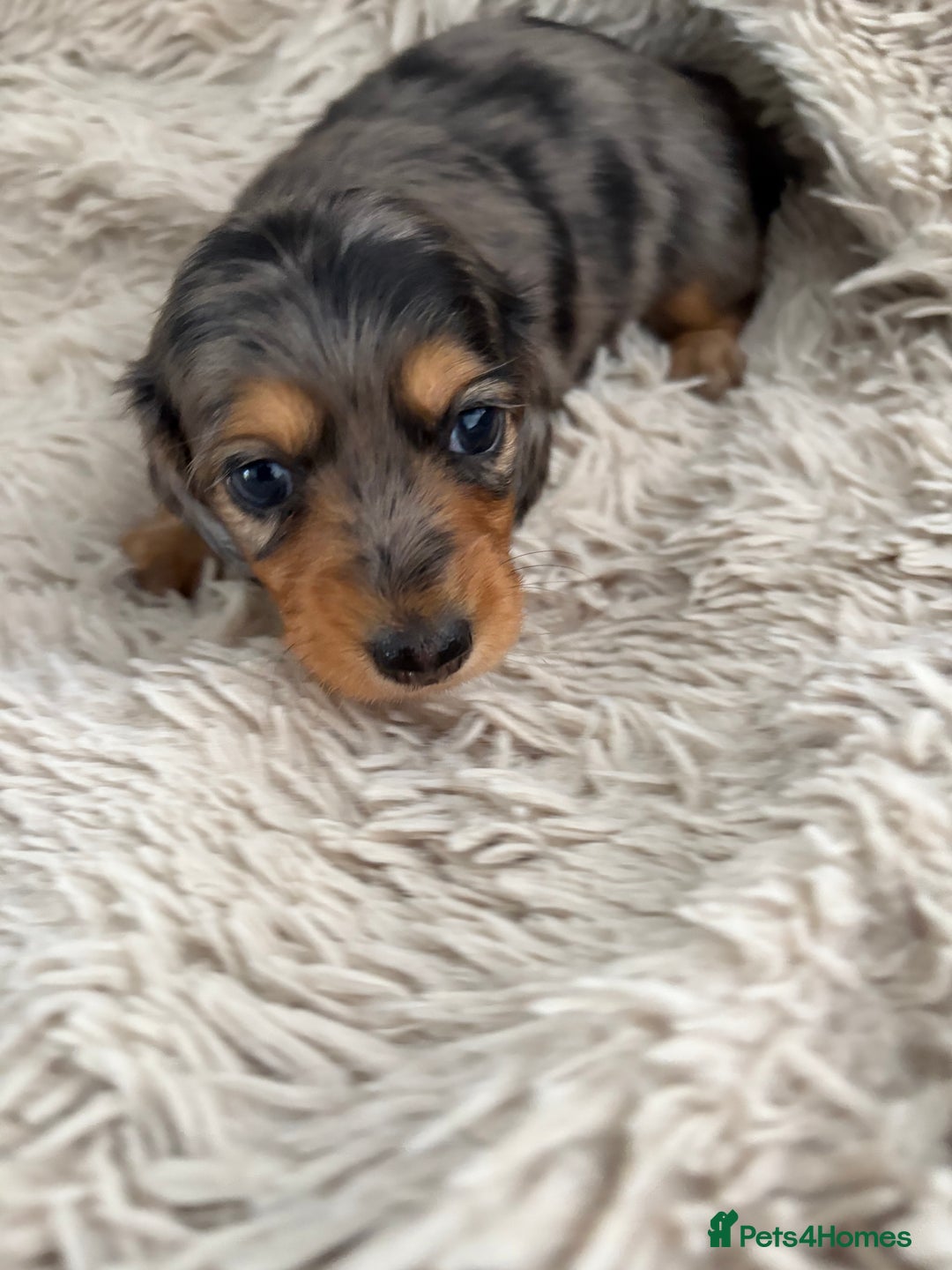 Miniature Dachshund dogs for sale: Long haired mini male dachshunds pups KC reg  - Image 9
