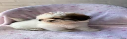 Shih Tzu dogs for sale: 🐶 Beautiful Shih Tzu Puppies for Sale 🐶 - Advert 6