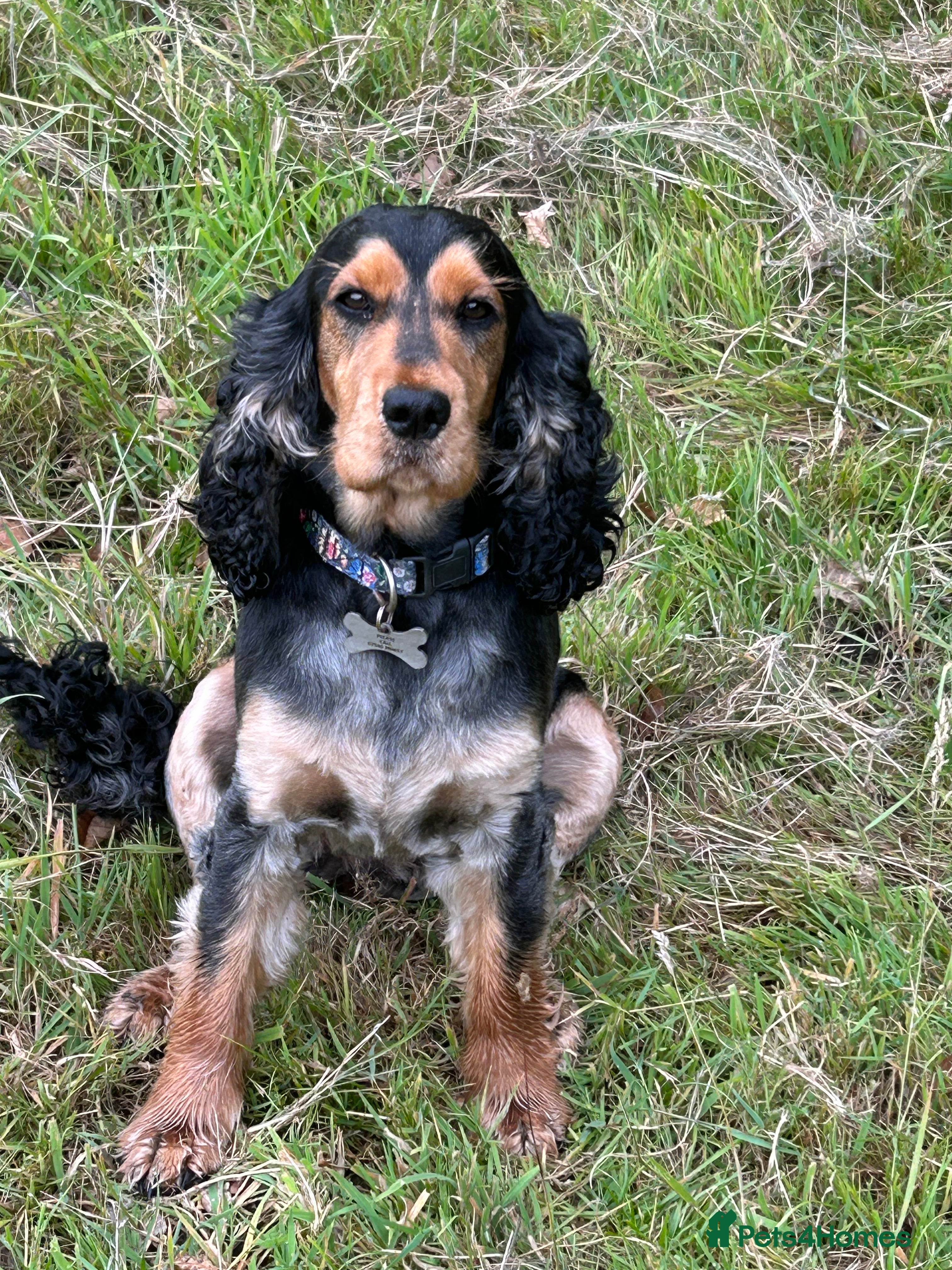 Cocker Spaniel dogs Beautiful show cockers for sale  - Advert 17