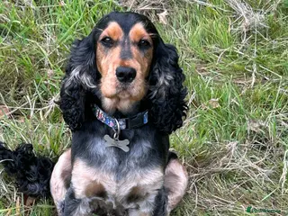 Cocker Spaniel dogs Beautiful show cockers for sale - Advert 17