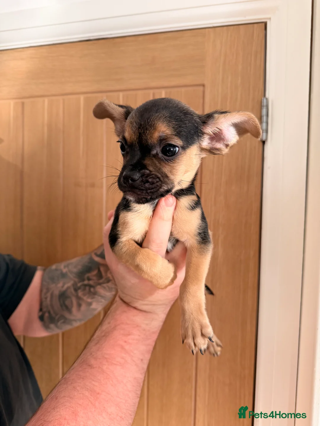 Mixed Breed dogs for sale: French yorkiepoo’s available now - Advert 5